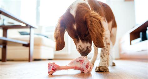 can dogs eat raw bread.